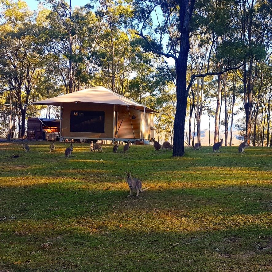 Wallaby Feeding Scenic Rim