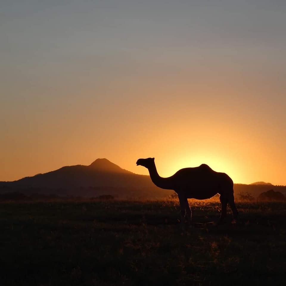 Sunrise Camel Ride Scenic Rim